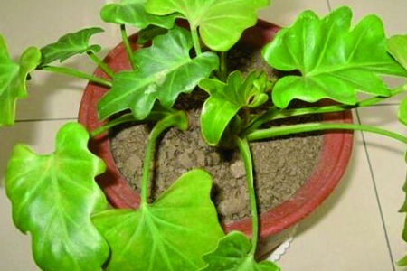 蔓绿绒怎么种植