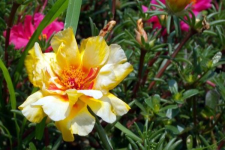 太阳花怎么种植