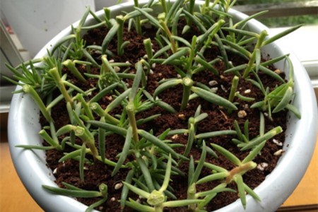 太阳花怎么种植