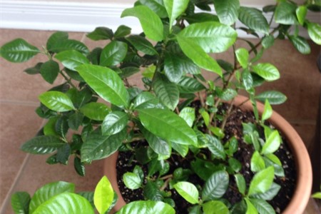怎么样给盆栽桂花施肥