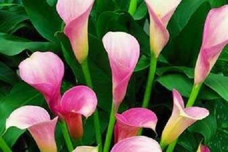 彩色马蹄莲的养殖办法和注意些什么