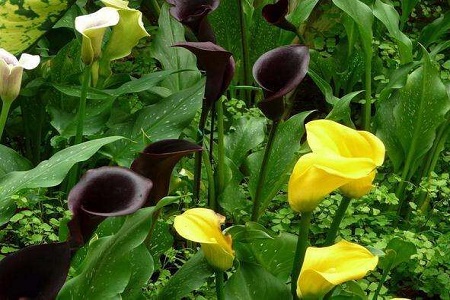 彩色马蹄莲的养殖办法和注意些什么