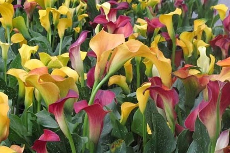 彩色马蹄莲的养殖办法和注意些什么