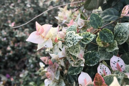 五彩络石开花吗