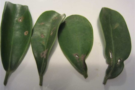 鸭掌木掉叶子怎么解决