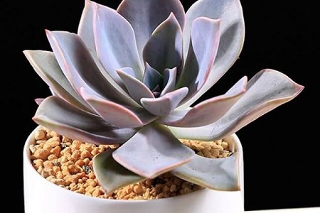 初恋的养殖办法和注意些什么