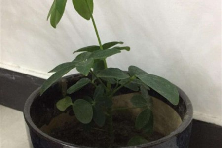 鸭掌木掉叶子怎么解决