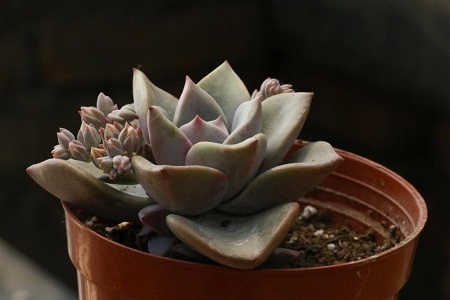 初恋的养殖办法和注意些什么