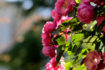 蔷薇花的养殖办法和注意些什么