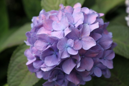 八仙花怎么种植