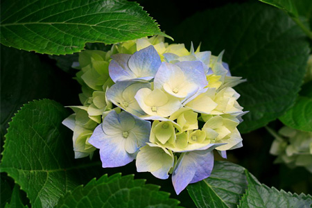 八仙花怎么种植