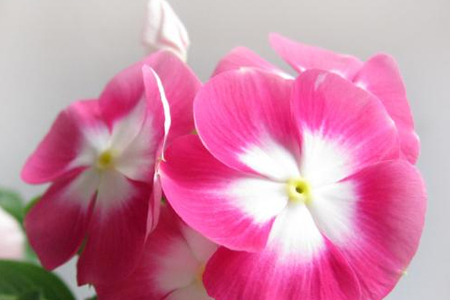 长春花怎么修剪