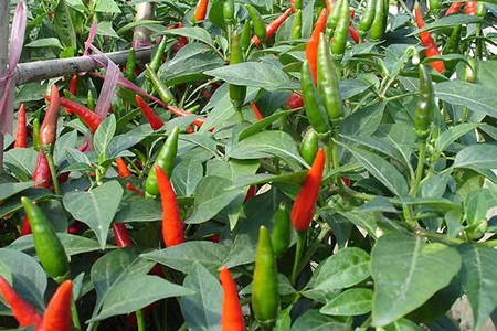 1分钟吞20个辣椒？嗜辣一族必学的辣椒家庭种植法