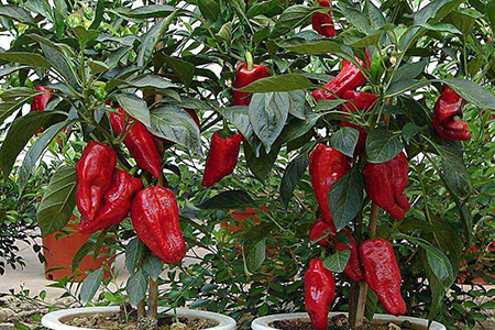 1分钟吞20个辣椒？嗜辣一族必学的辣椒家庭种植法