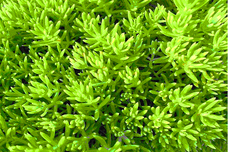 佛甲草的养殖办法和注意些什么