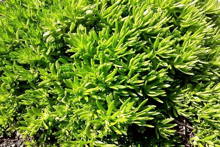 佛甲草的养殖办法和注意些什么