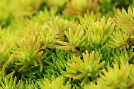 佛甲草的养殖办法和注意些什么