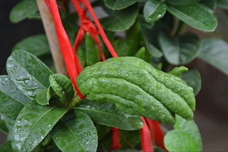 佛手的养殖办法和注意些什么