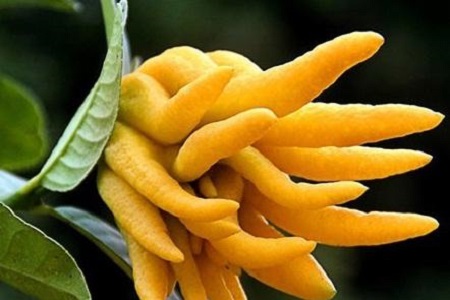 佛手的养殖办法和注意些什么