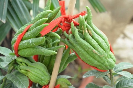 佛手的养殖办法和注意些什么