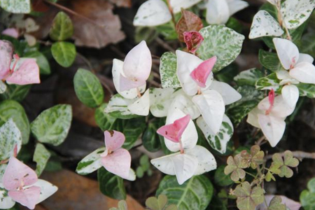 五彩络石可以爬藤多高