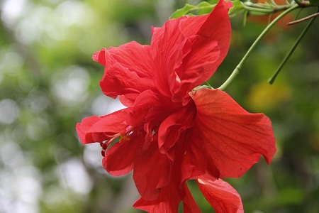 扶桑的养殖办法和注意些什么