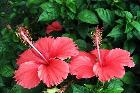 扶桑的养殖办法和注意些什么