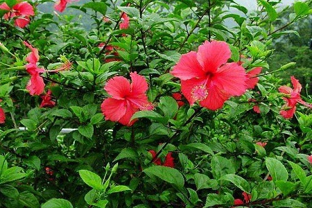 扶桑的养殖办法和注意些什么