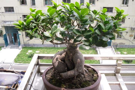 人参榕的养殖办法和注意些什么