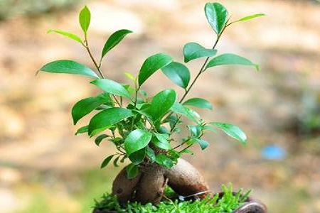 人参榕的养殖办法和注意些什么