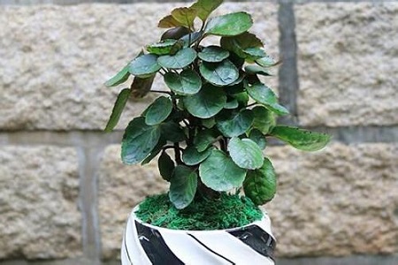 福禄桐的养殖办法和注意些什么