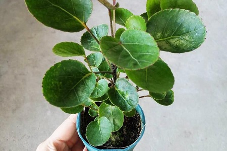 福禄桐的养殖办法和注意些什么