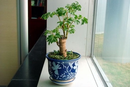 福禄桐的养殖办法和注意些什么