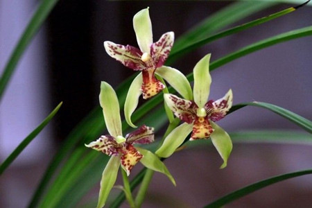 墨兰的养殖办法和注意些什么