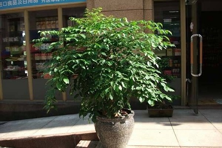 富贵树冬季怎么种植