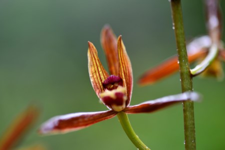 墨兰的养殖办法和注意些什么