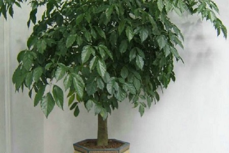 富贵树冬季怎么种植