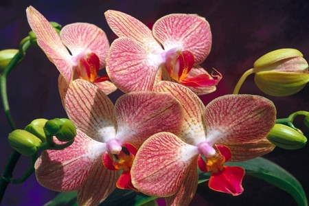 墨兰的养殖办法和注意些什么