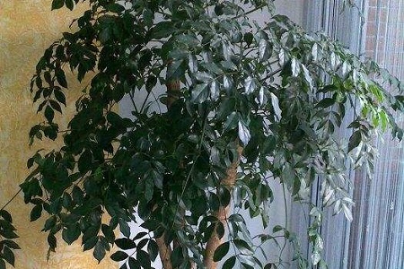 富贵树冬季怎么种植