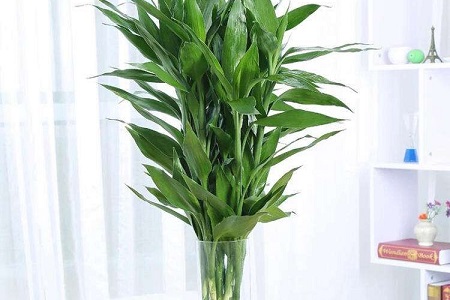 富贵竹冬天怎么种植