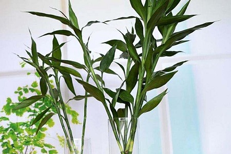 富贵竹冬天怎么种植