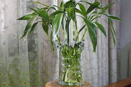 富贵竹冬天怎么种植