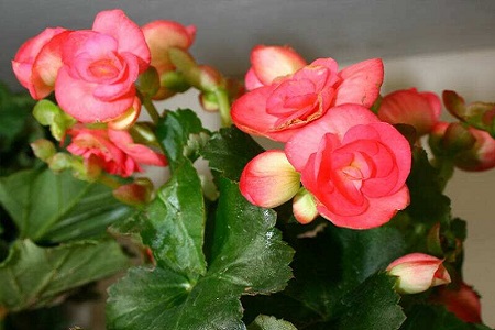 海棠花的象征意义，为什么叫断肠花