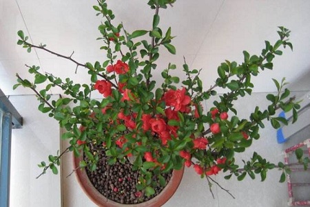 海棠花的象征意义，为什么叫断肠花