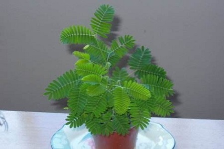 含羞草能在北方过冬吗（过冬办法南方北方各不同）