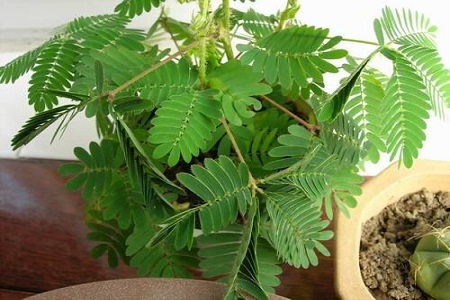 含羞草能在北方过冬吗（过冬办法南方北方各不同）