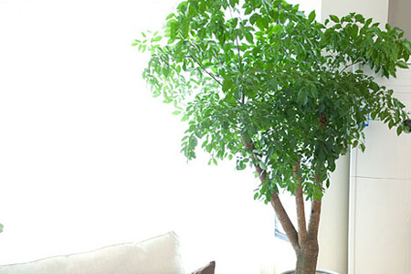 富贵树的养殖办法和注意些什么