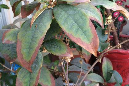 桂花掉叶子是怎么补救