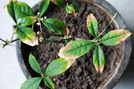 桂花掉叶子是怎么补救