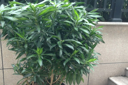 富贵树的养殖办法和注意些什么